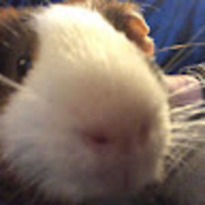 Meet your Posher, Alex